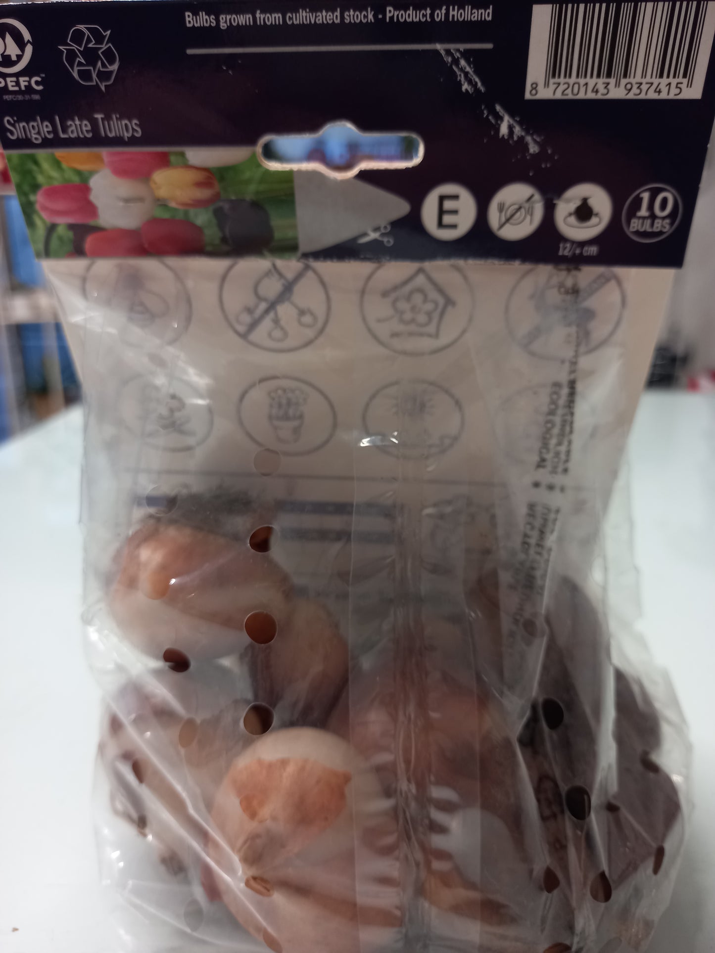 π· Bulbi di Tulipani Colorati Grandi