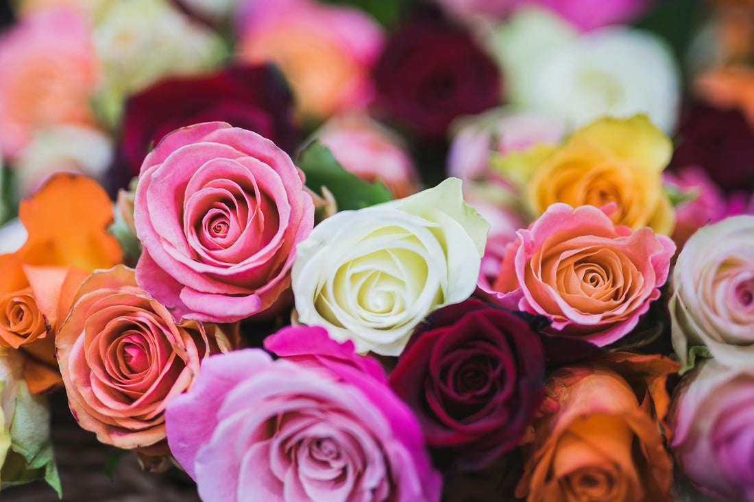 Rose Stabilizzate: la bellezza che dura nel tempo