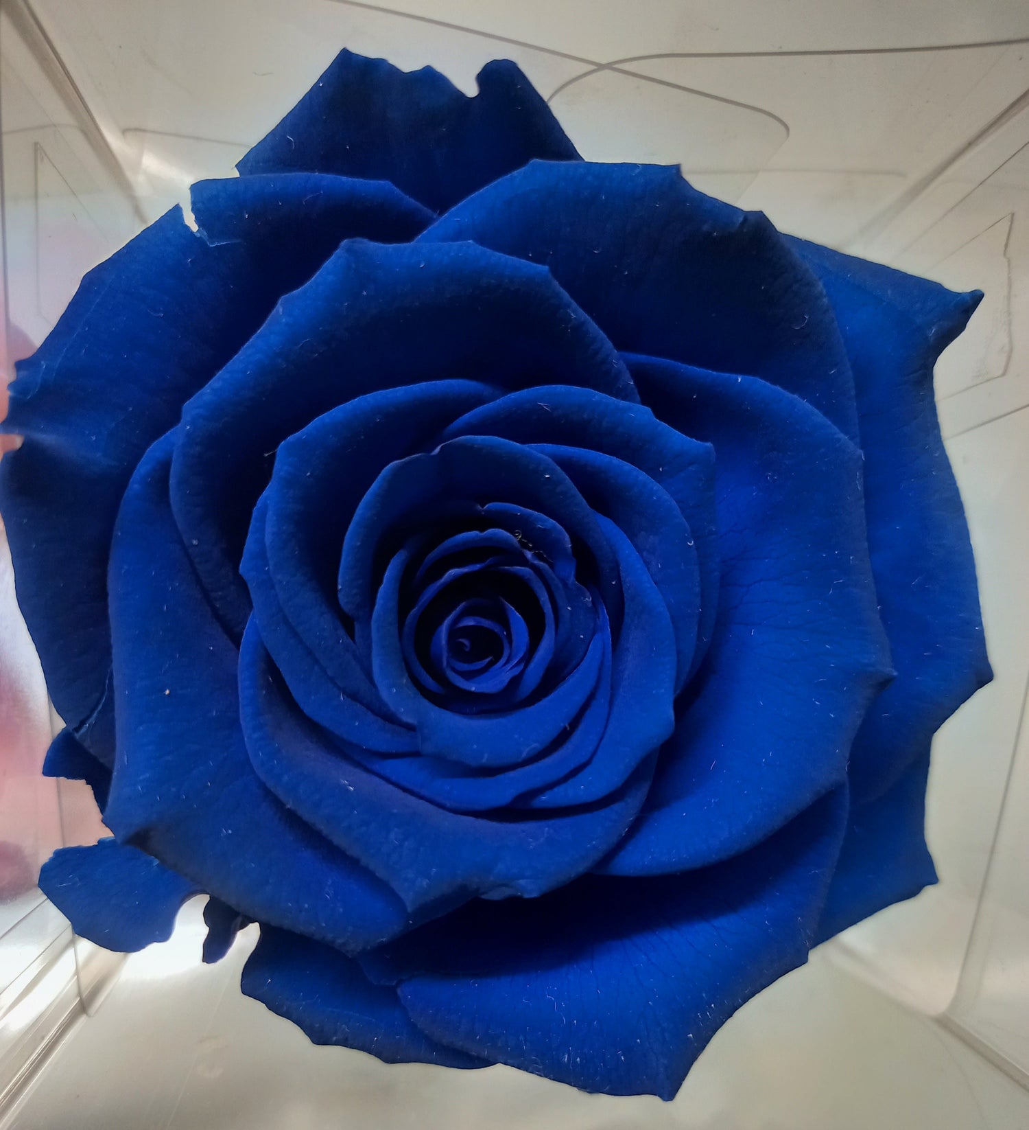 Rose stabilizzate: simbolo d'amore