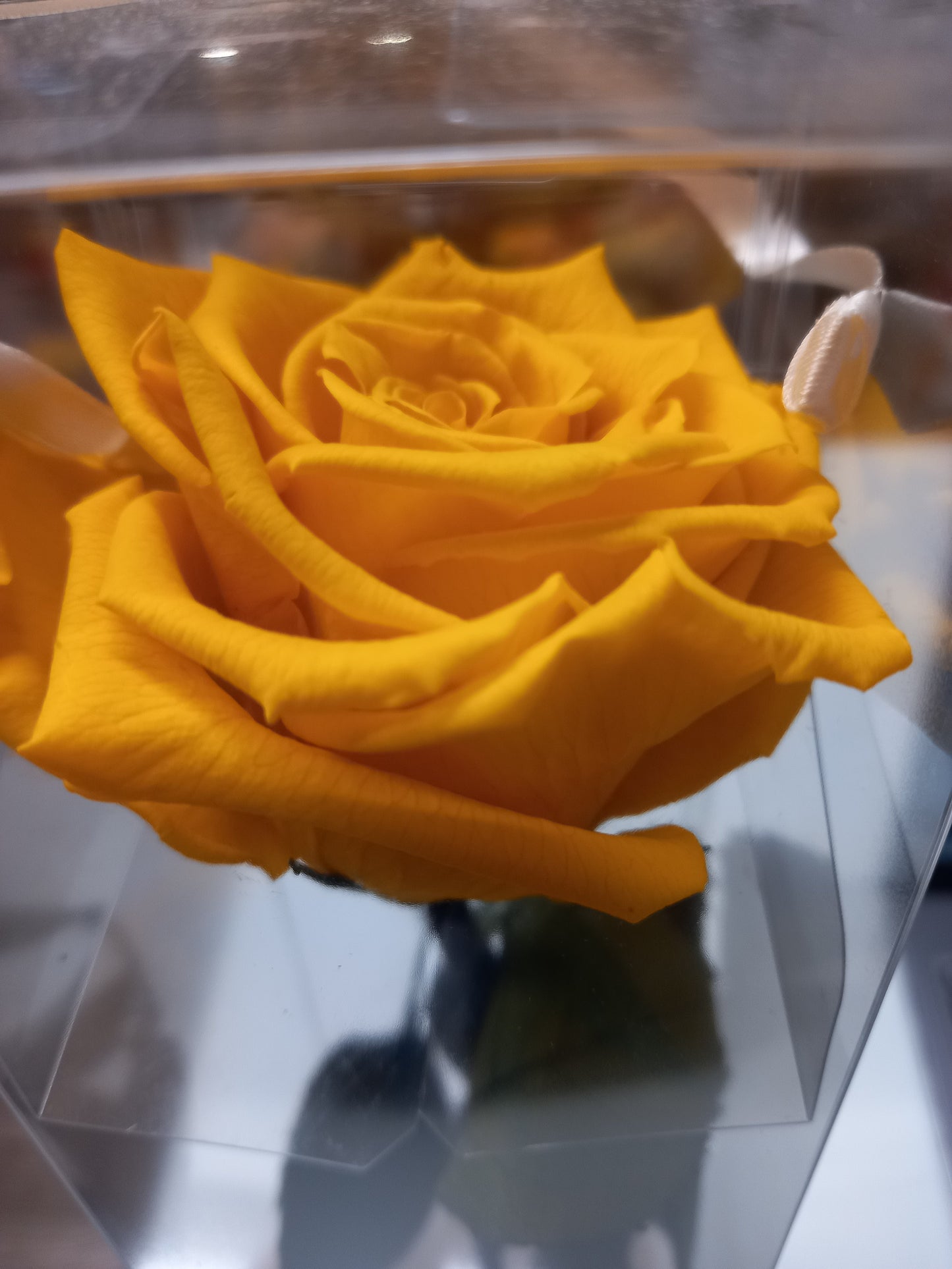 Rosa Gialla Stabilizzata – Simbolo di Gioia e Amicizia Eterna