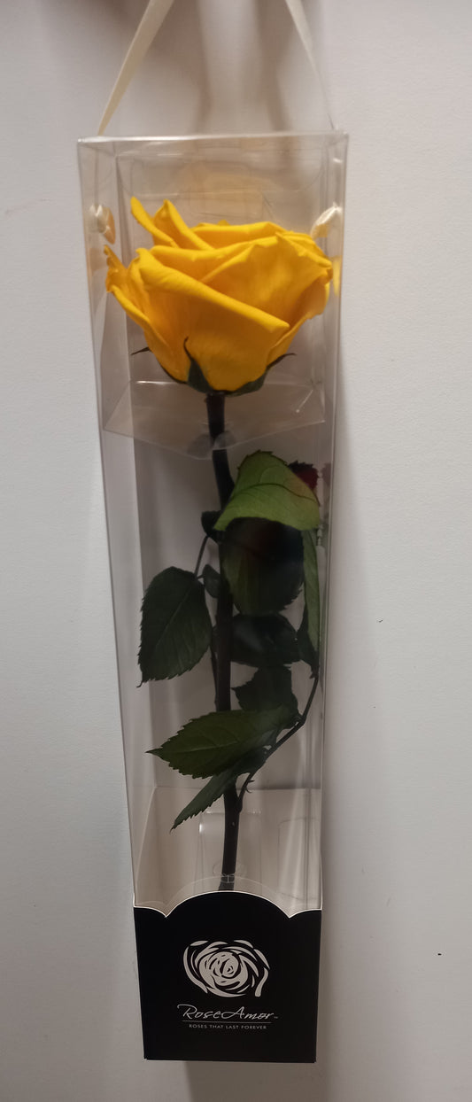 Rosa Gialla Stabilizzata – Simbolo di Gioia e Amicizia Eterna