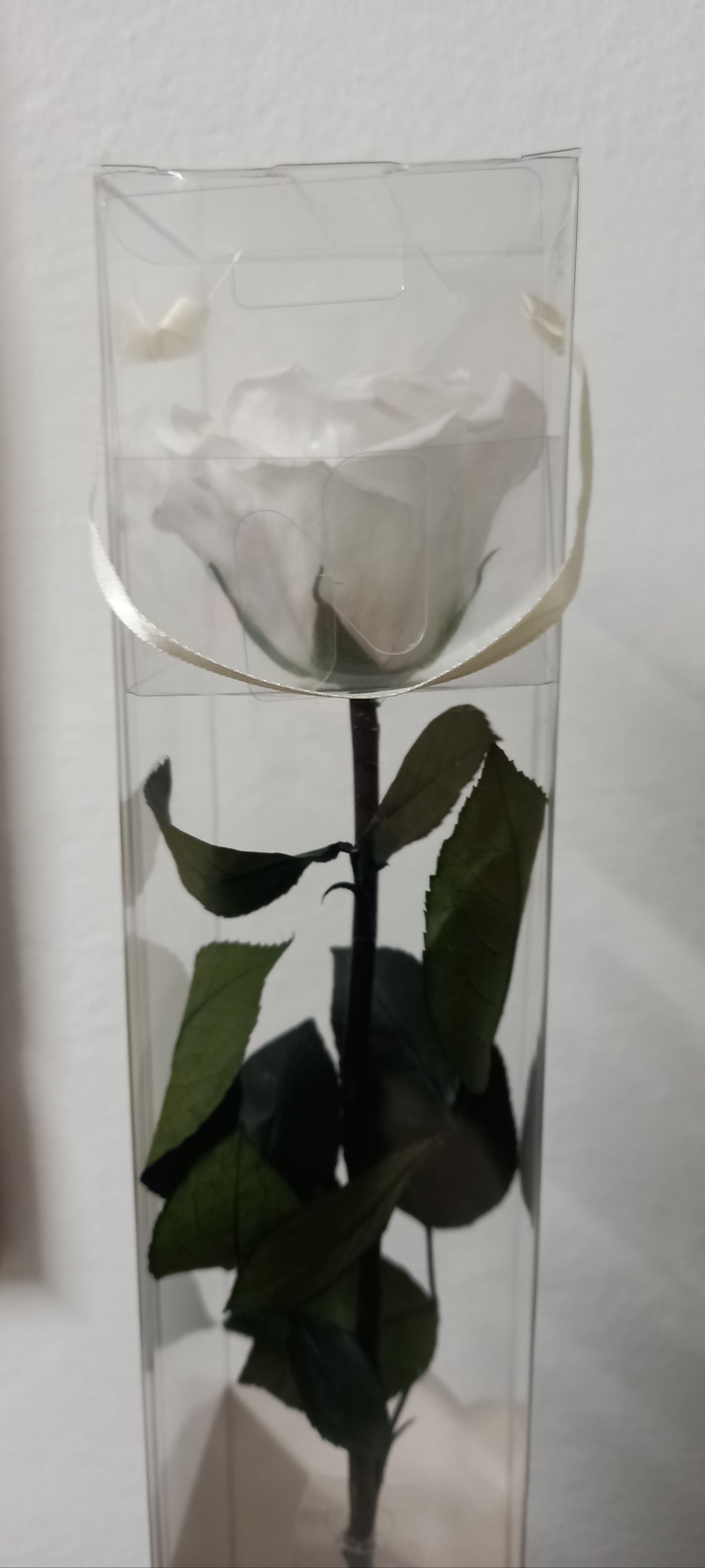 Rosa Bianca Stabilizzata 30 cm | Fiore Vero Lunga Durata