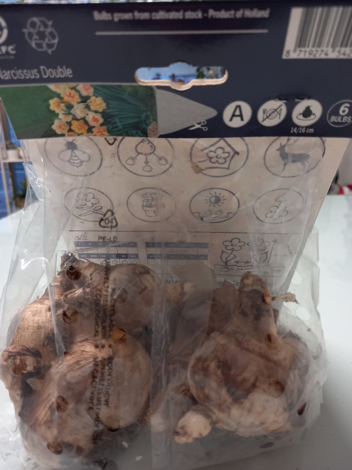 Bulbi di narcisi misti grandi