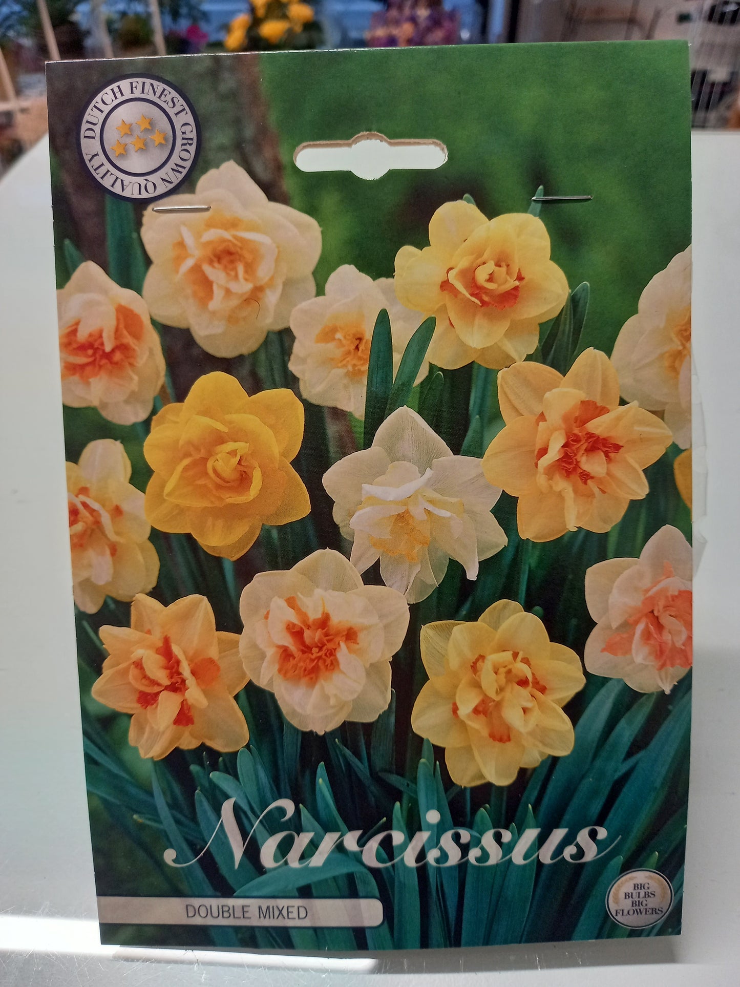 Bulbi di narcisi misti grandi