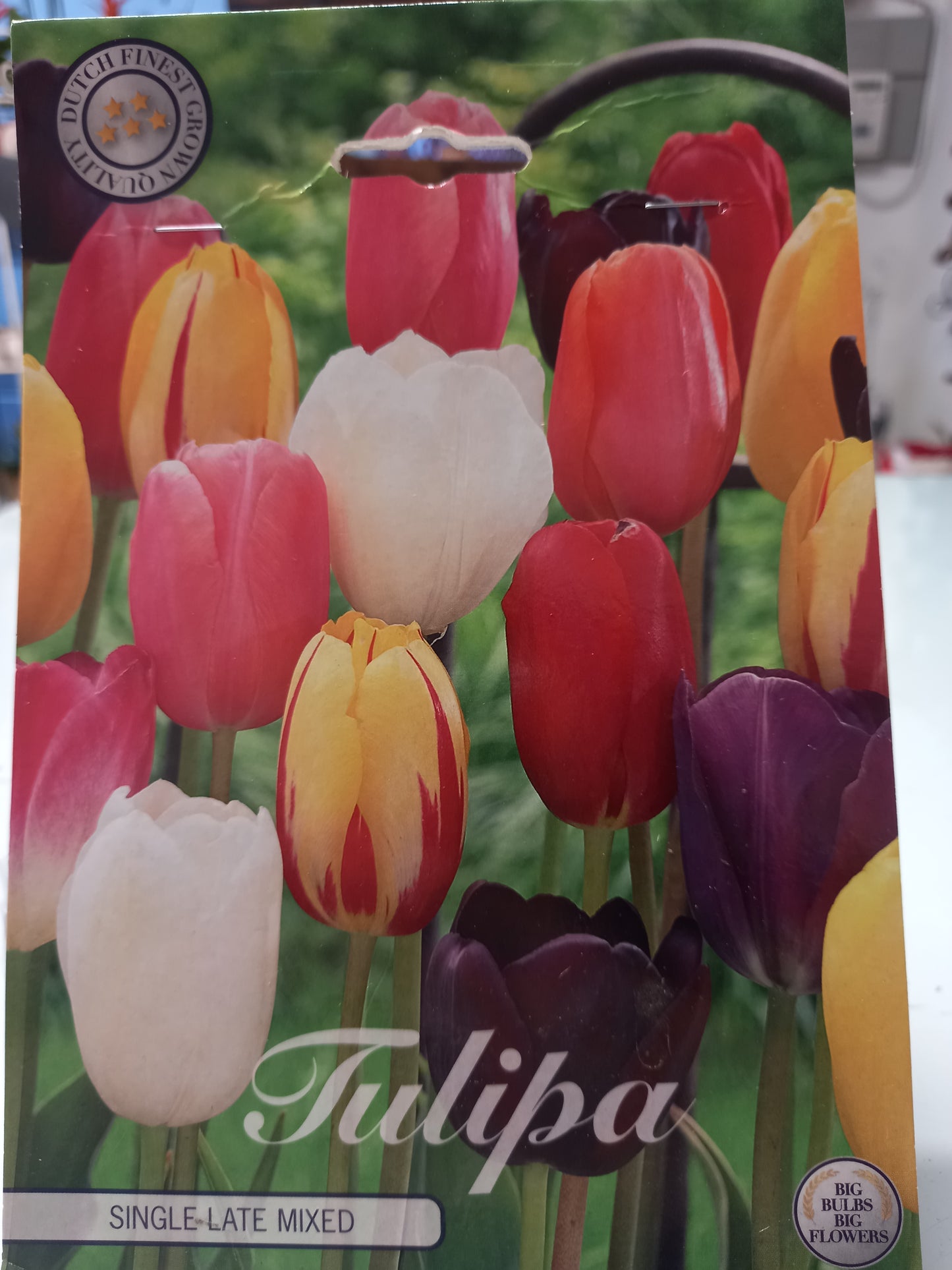 🌷 Bulbi di Tulipani Colorati Grandi
