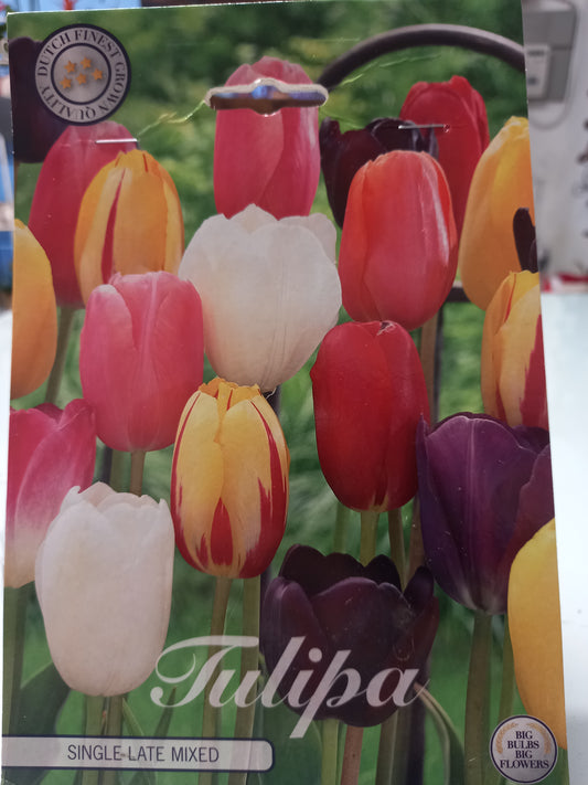 🌷 Bulbi di Tulipani Colorati Grandi