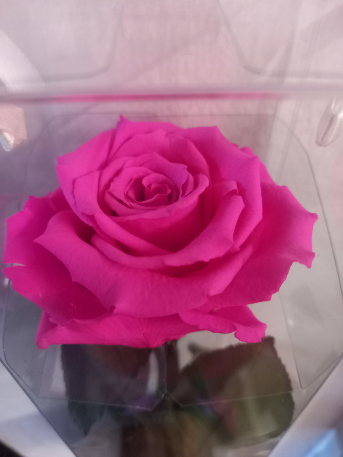 Rosa Fucsia Stabilizzata con Gambo 30 cm | Rosa Eterna