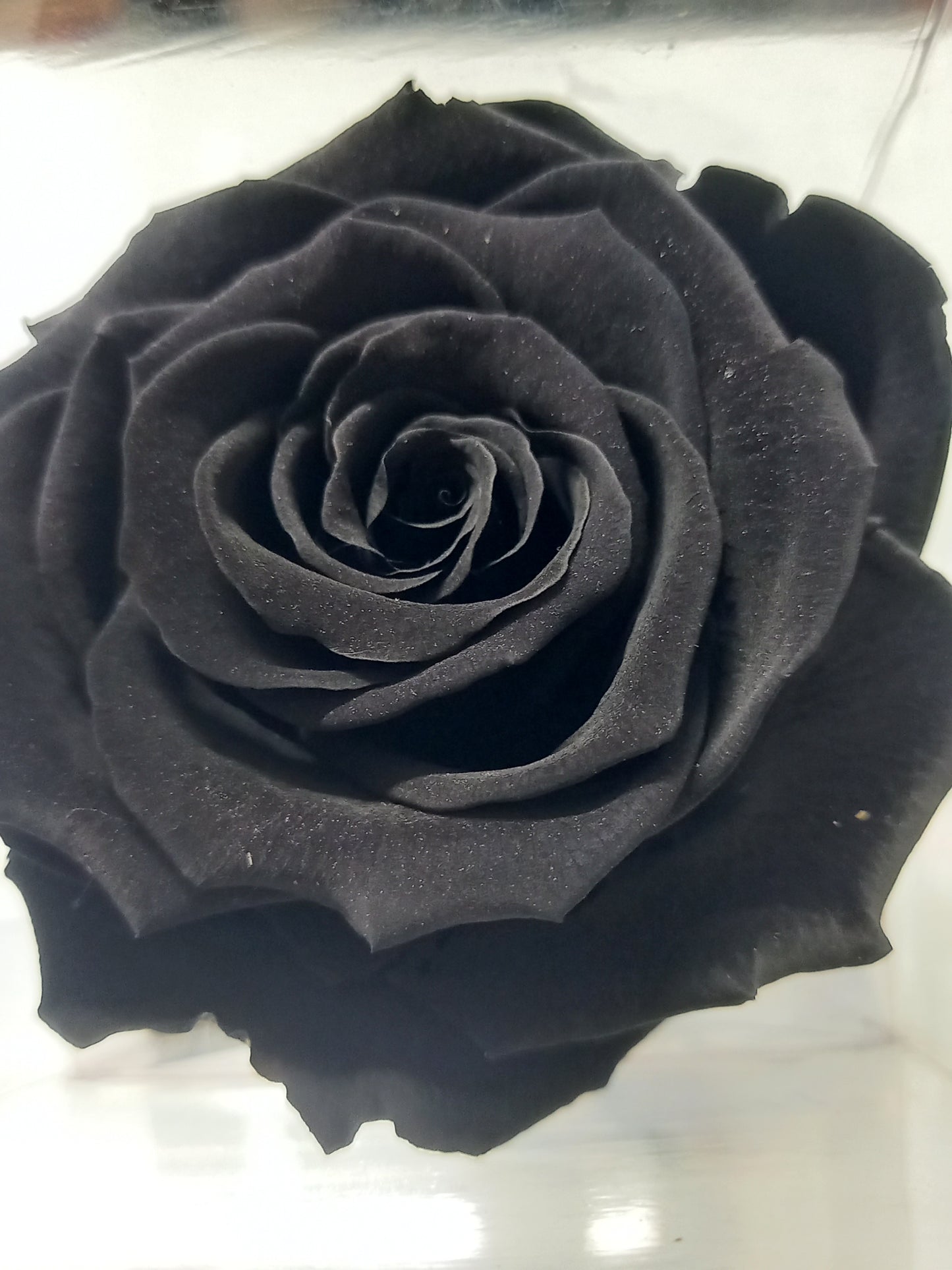 Rosa Nera Stabilizzata  – Eleganza e Mistero