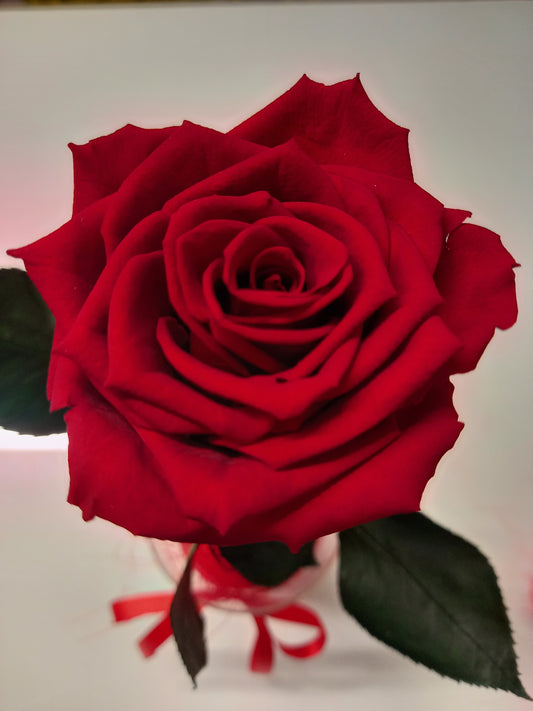 Rosa Rossa Stabilizzata | Fiore Eterno Romantico