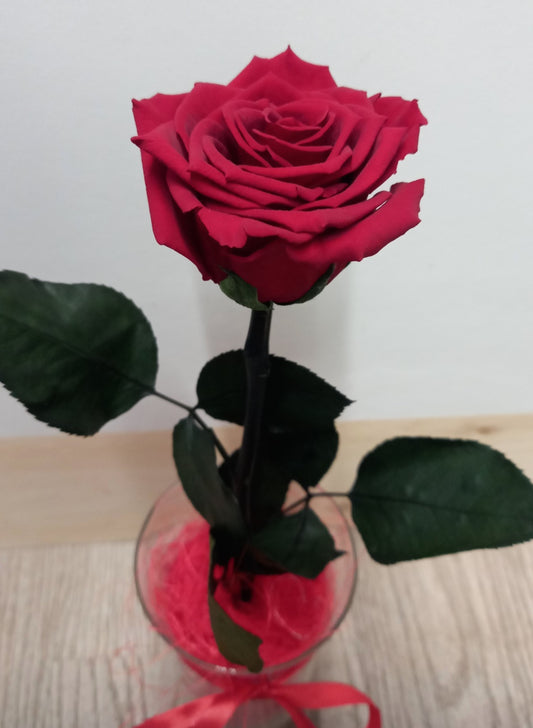 Rosa Rossa Stabilizzata 30 cm in Vasetto di Vetro